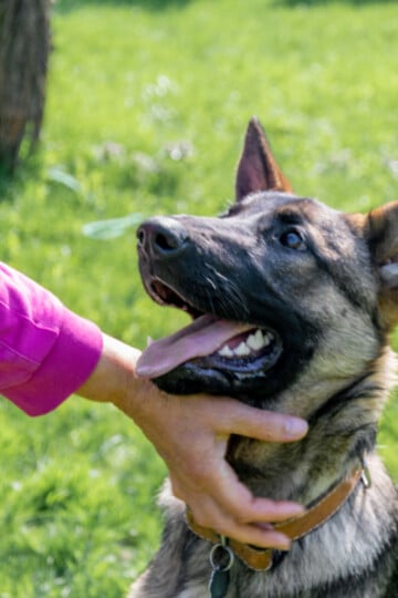 Woman reaching out to pet an alert happy German Shepherd dog