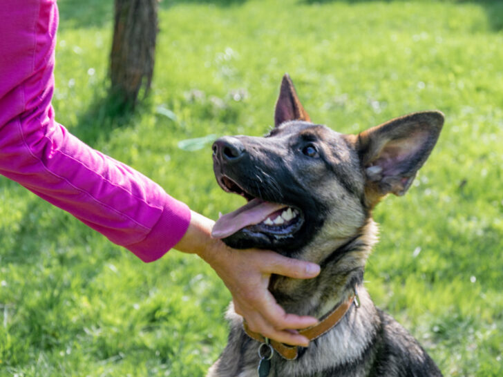 Woman reaching out to pet an alert happy German Shepherd dog