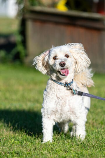 Smiling happy small white dog on a leash on the grass