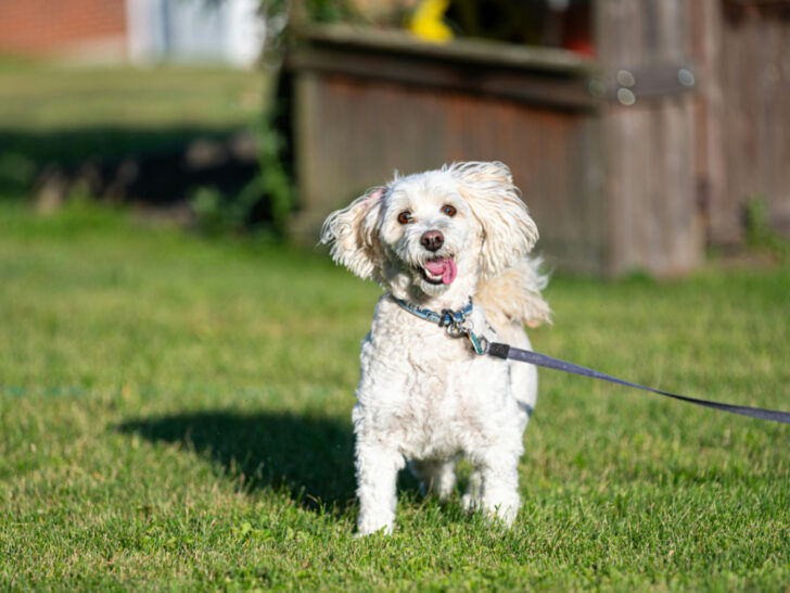 Smiling happy small white dog on a leash on the grass