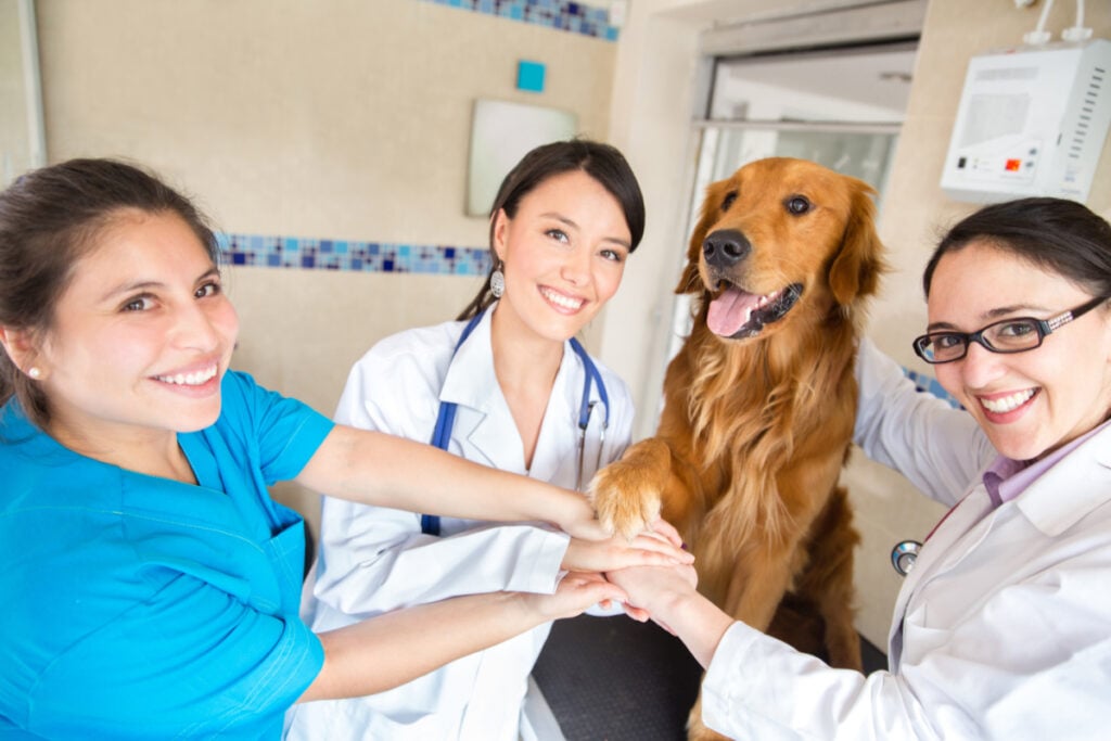 Vet staff with a beautiful large brown dog