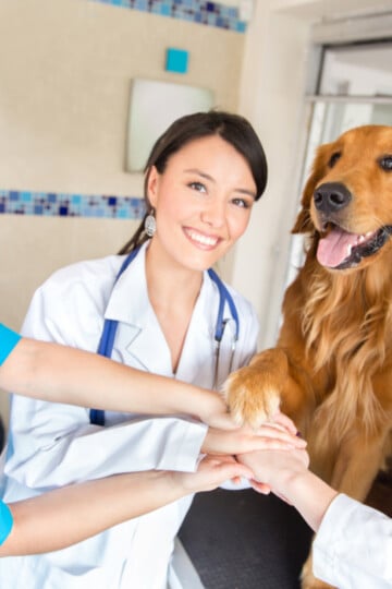 Vet staff with a beautiful large brown dog