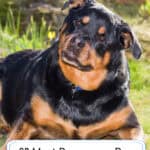 30 Most Dangerous Dog Breeds