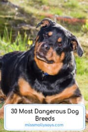 30 Most Dangerous Dog Breeds - Miss Molly Says