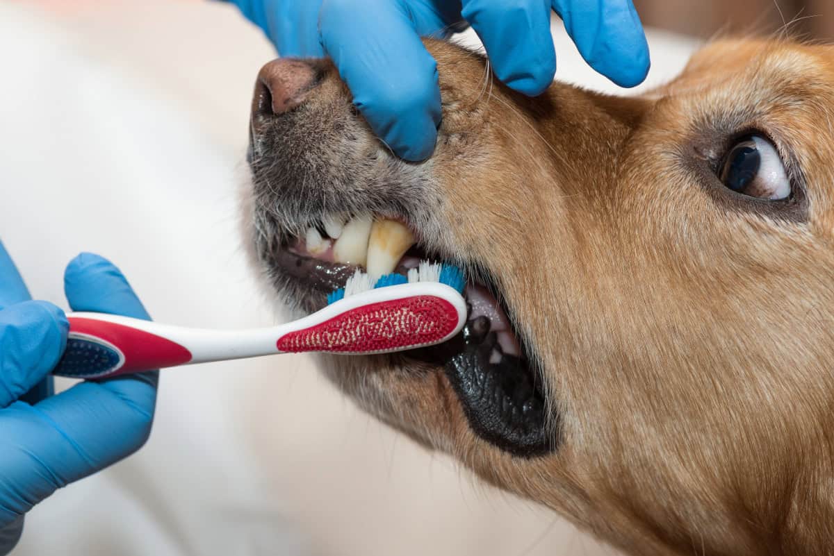 A brown dog getting his teeth brushed A brown dog getting his teeth brushed