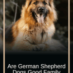 Are German Shepherd Dogs Good Family Dogs?