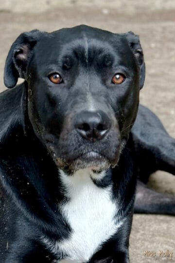 Black and White American Pit Bull named Zeppelin
