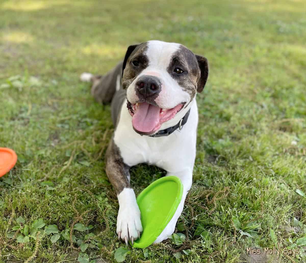 Black and white Staffordshire Terrier named Chaos playing with a Frisbee Black and white Staffordshire Terrier named Chaos playing with a Frisbee