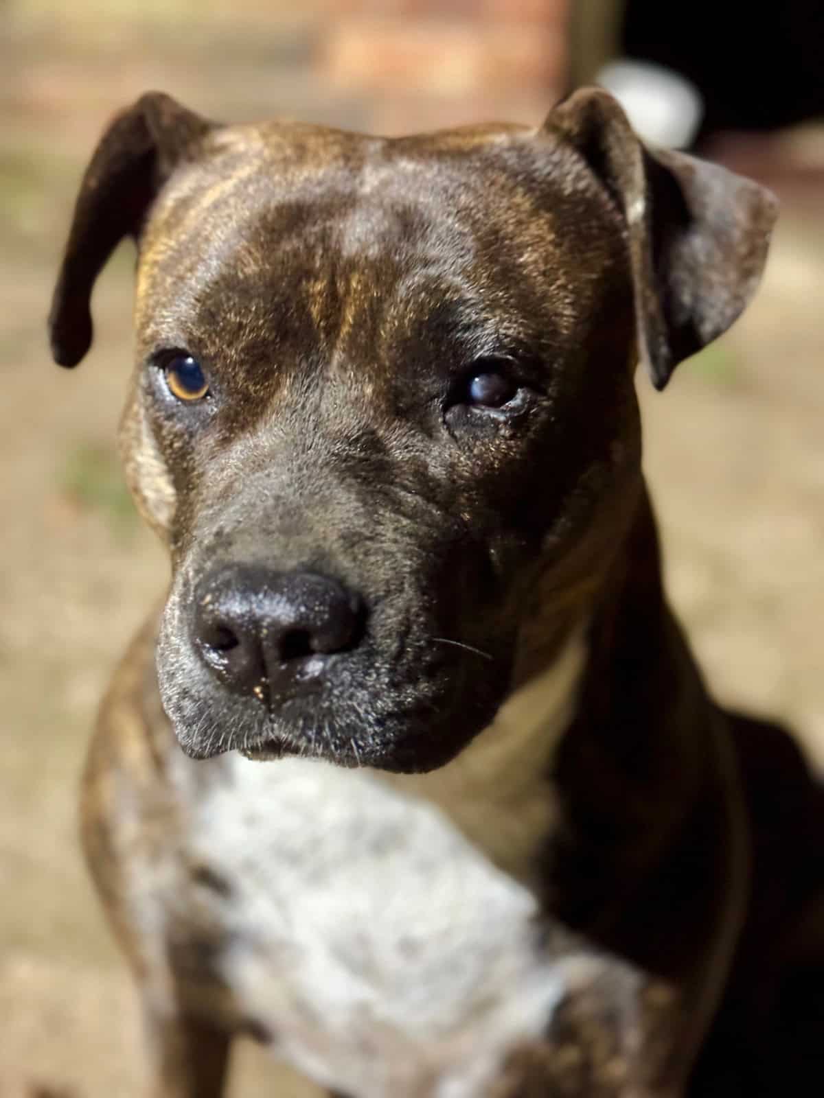 Brindle-colored Staffordshire Pit Bull Brindle-colored Staffordshire Pit Bull