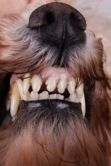 Closeup of a dog's teeth