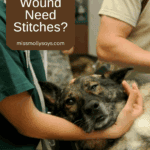Does My Pet's Wound Need Stitches?