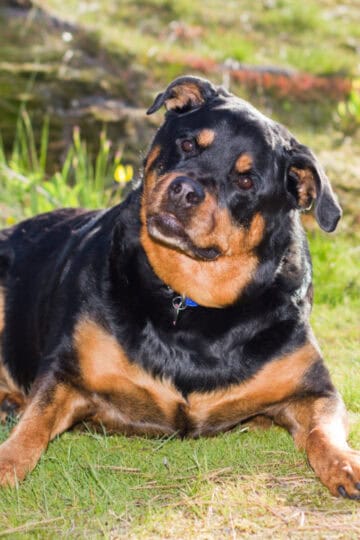 Gorgeous Rottweiler dog laying in the grass