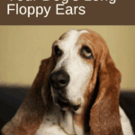 How to Care for Your Dog's Long Floppy Ears