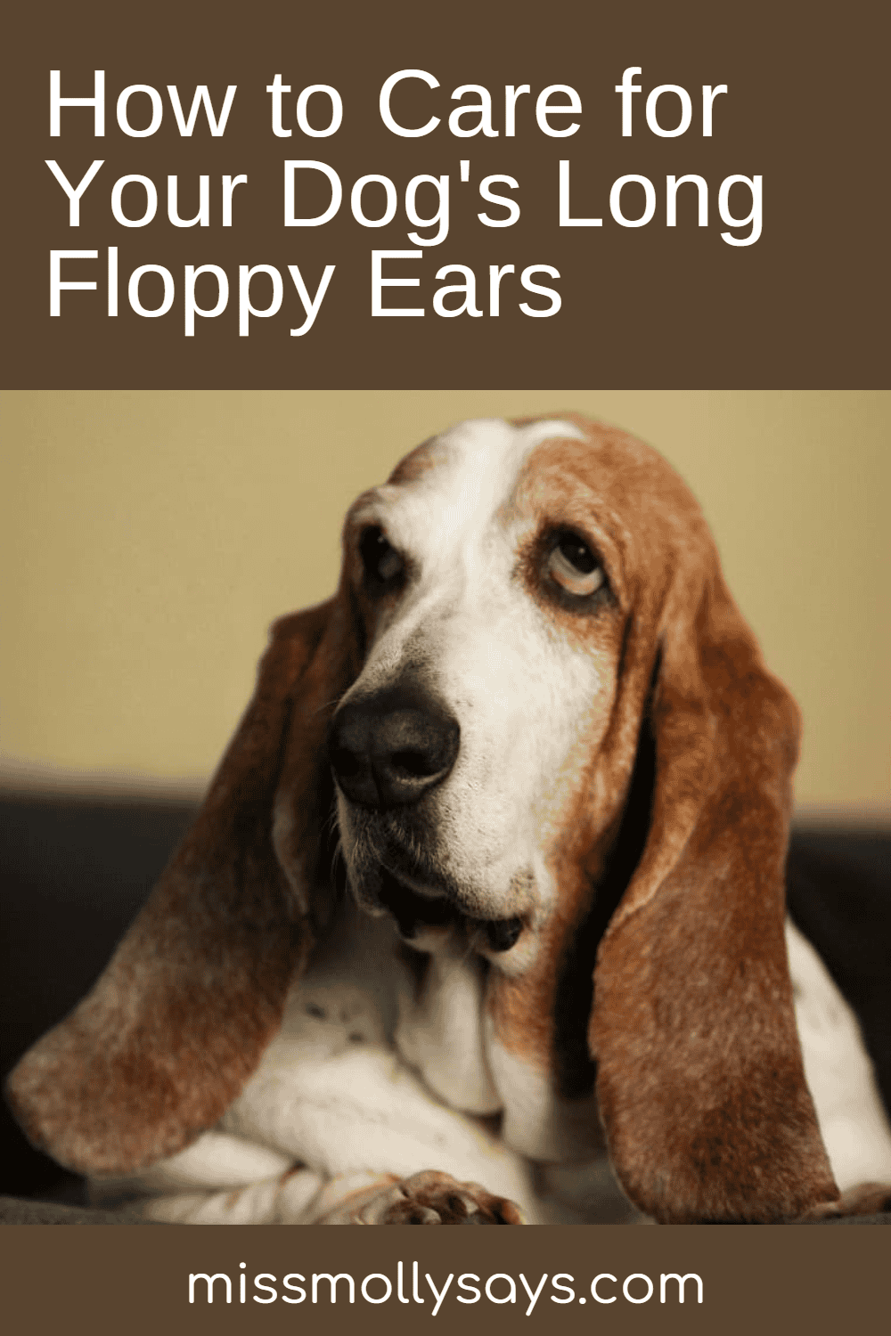 How to Care for Your Dog's Long Floppy Ears - Miss Molly Says