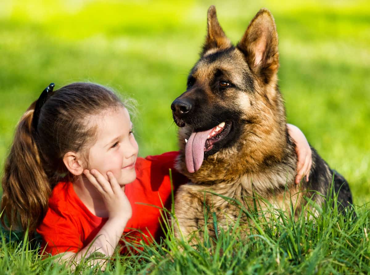 Little girl in a red shirt with a beautiful German Shepherd dog Little girl in a red shirt with a beautiful German Shepherd dog