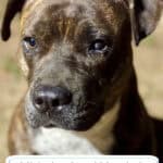 Misjudged and Muzzled: The Truth About Pit Bulls