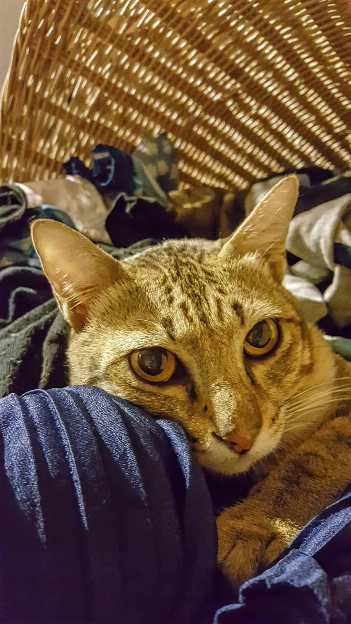 Orange cat in a wicker laundry basket with clothes Orange cat in a wicker laundry basket with clothes