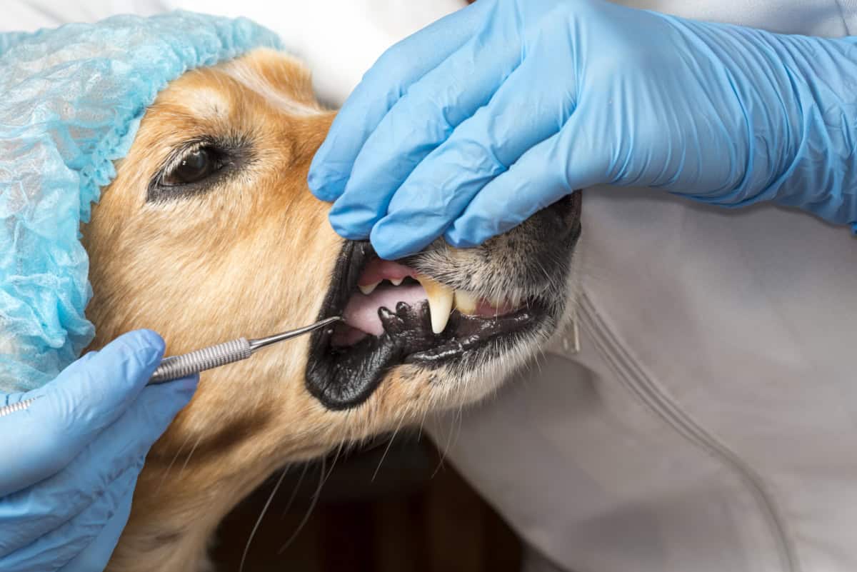 Person with blue gloves looking into mouth of brown dog with dental instrument Person with blue gloves looking into mouth of brown dog with dental instrument