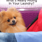 Pet Hair And Washing Machines: What’s Really Hiding In Your Laundry?
