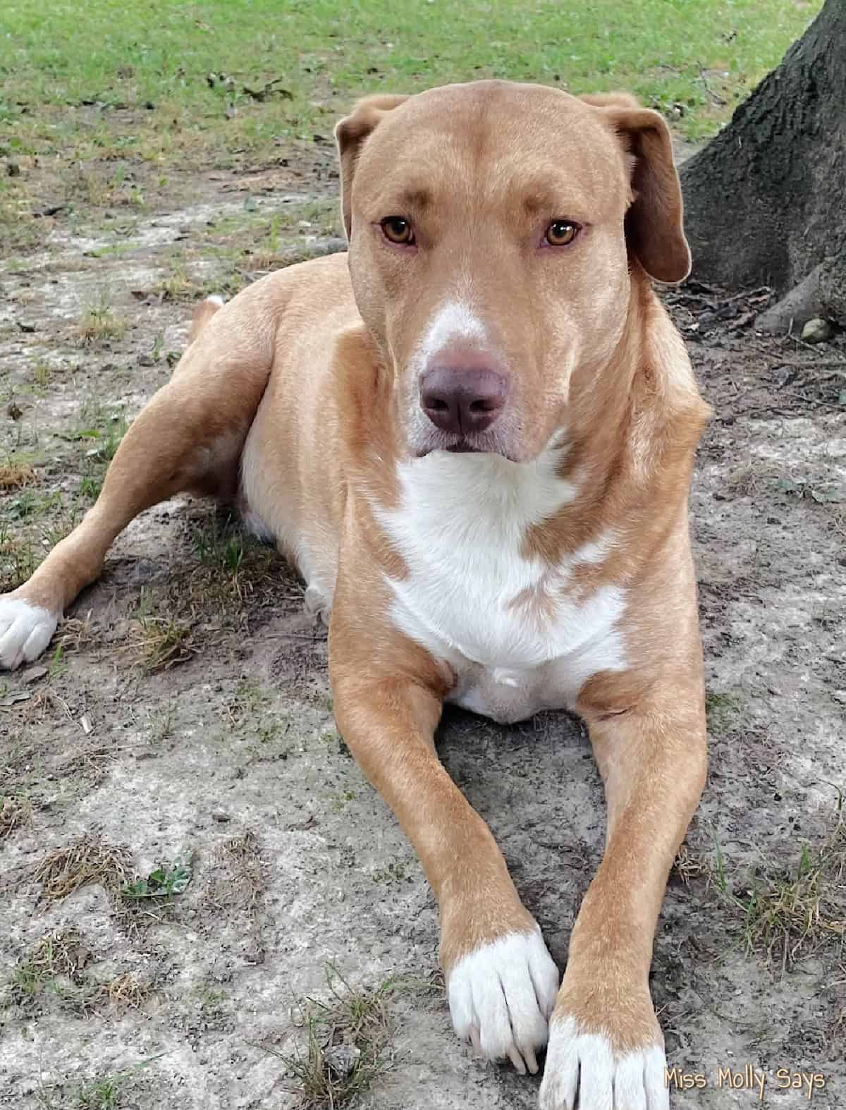 Red-nosed Pit Bull named Cooper Red-nosed Pit Bull named Cooper