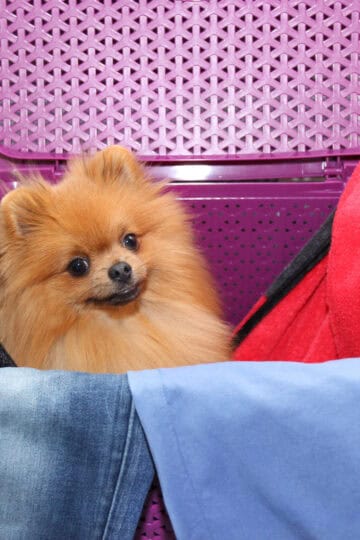 Small brown Pomeranian in a clothes hamper with clothes