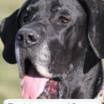 The Advantages of Owning a Large-Sized Dog