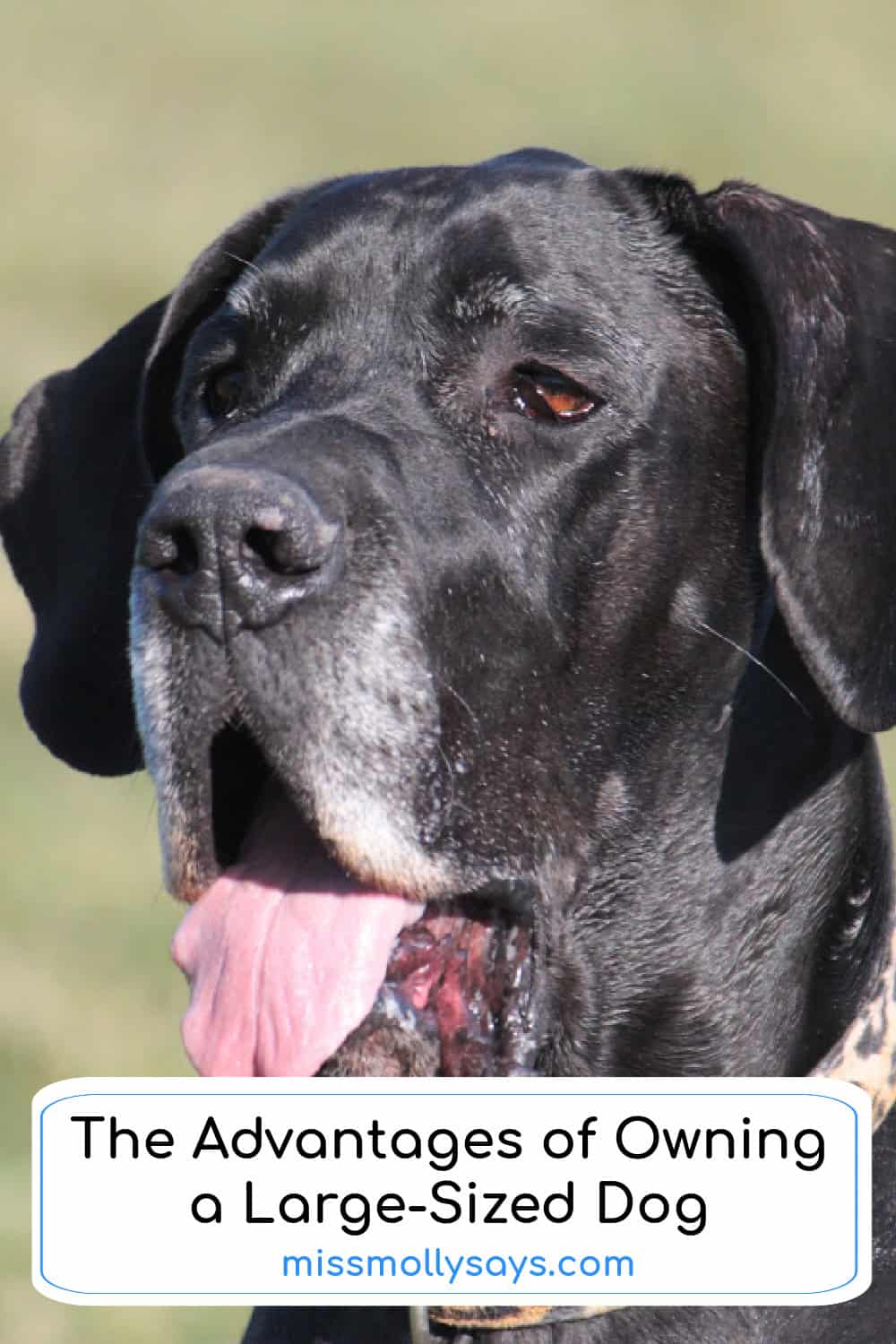 The Advantages of Owning a Large-Sized Dog