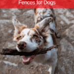 The Disadvantages of Invisible Electric Fences for Dogs