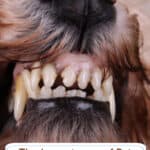 The Importance of Pet Dental Care