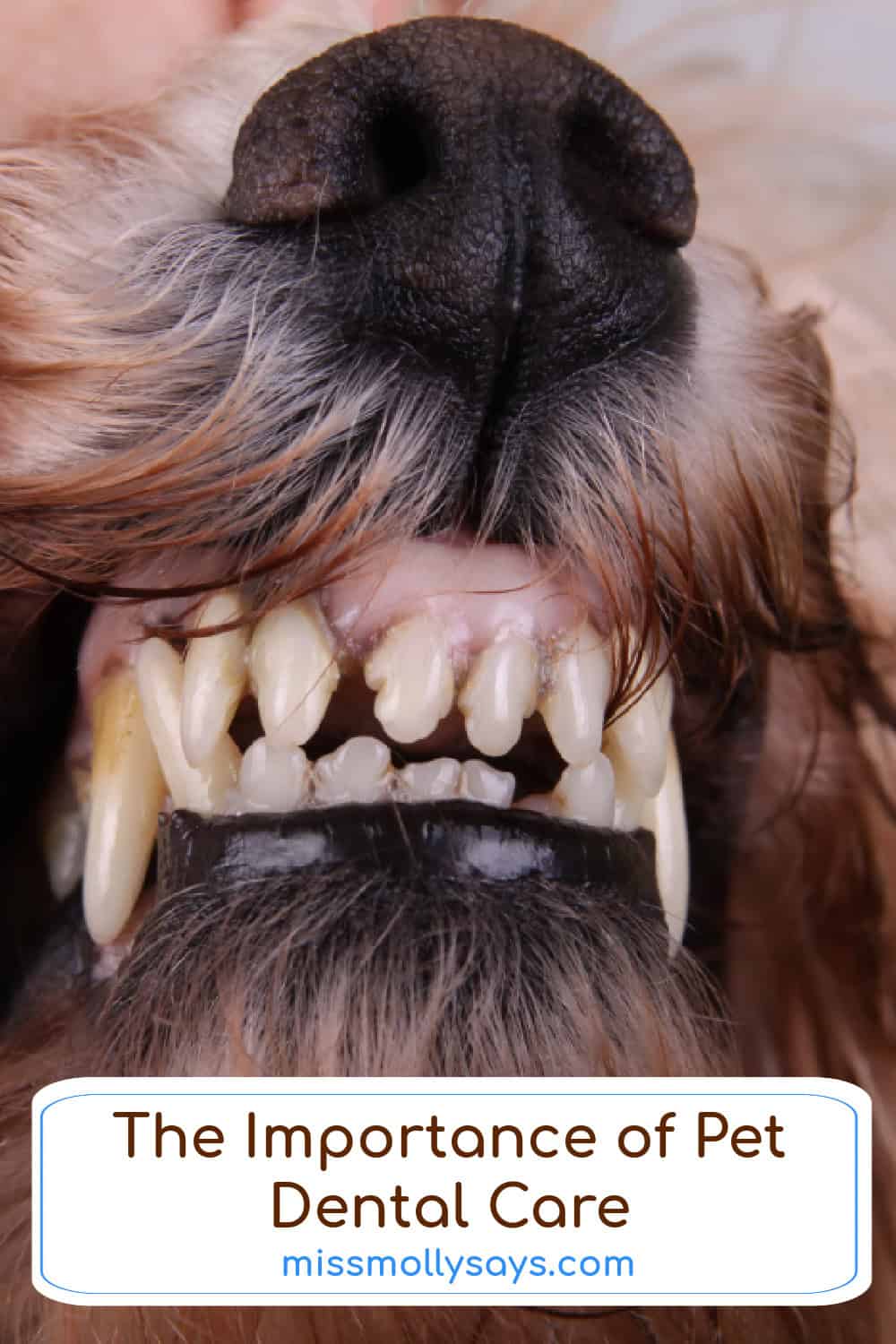 The Importance of Pet Dental Care