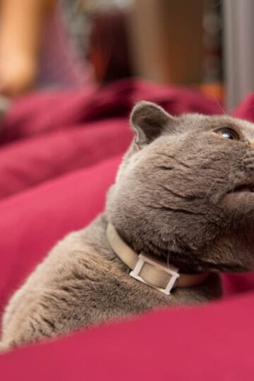 A gray cat laying being given medication with cat pill pocket