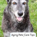 Aging Pets: Care Tips for Older Dogs and Cats