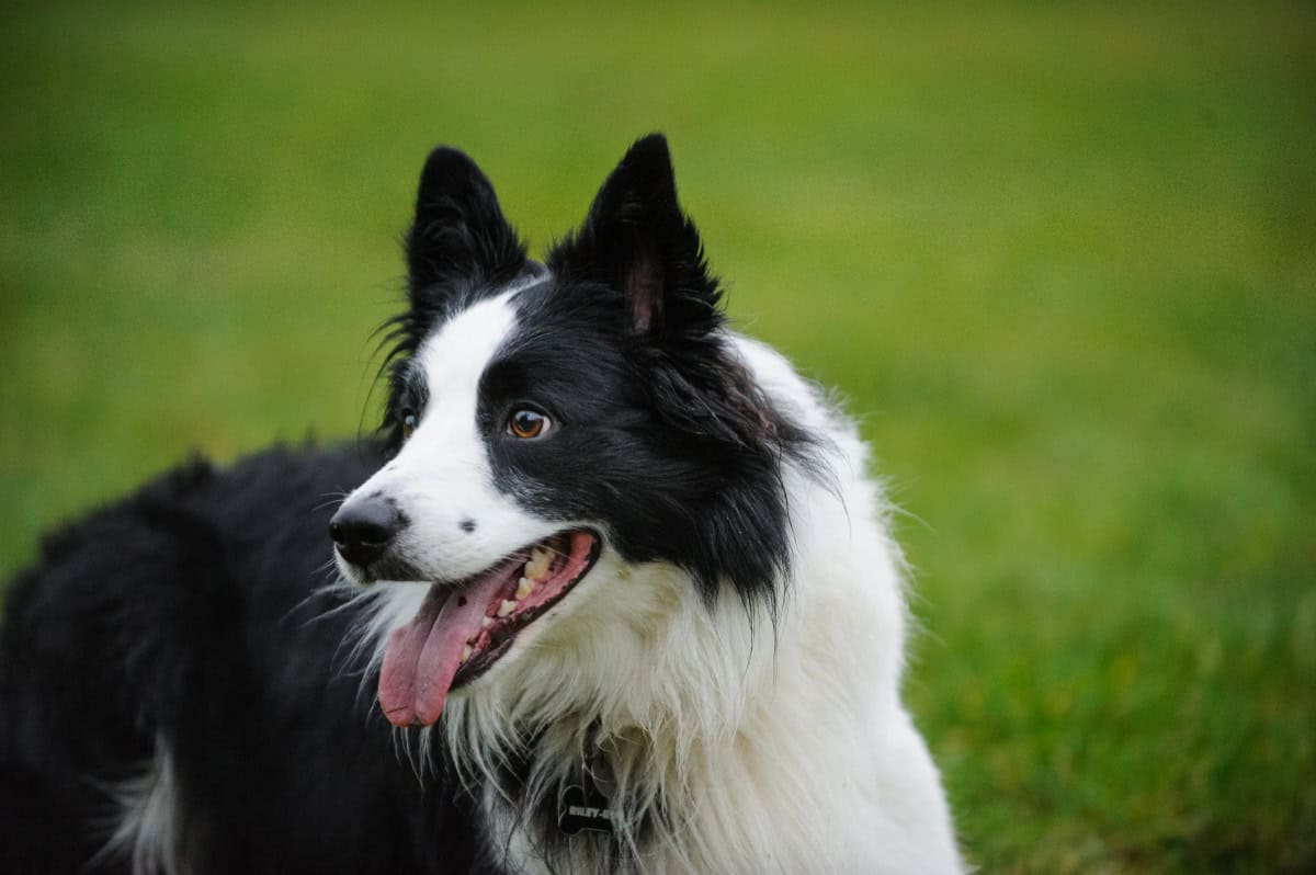 Beautiful black and white border collie dog in the grass Beautiful black and white border collie dog in the grass