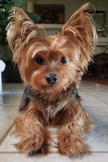 Beautiful teacup Yorkie dog