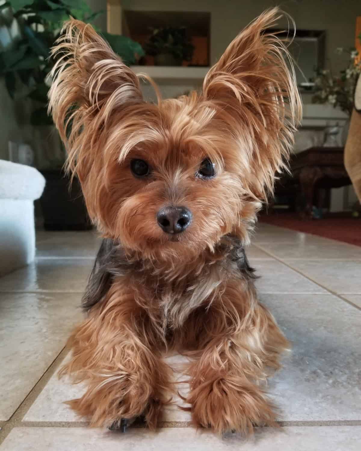 Beautiful teacup Yorkie dog