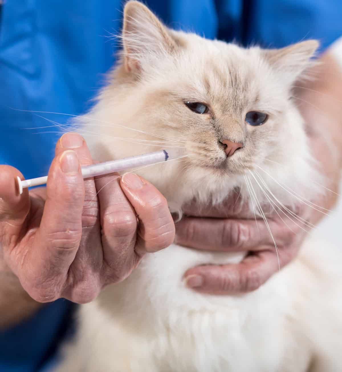 Blonde-colored cat being given medication from a syringe Blonde-colored cat being given medication from a syringe