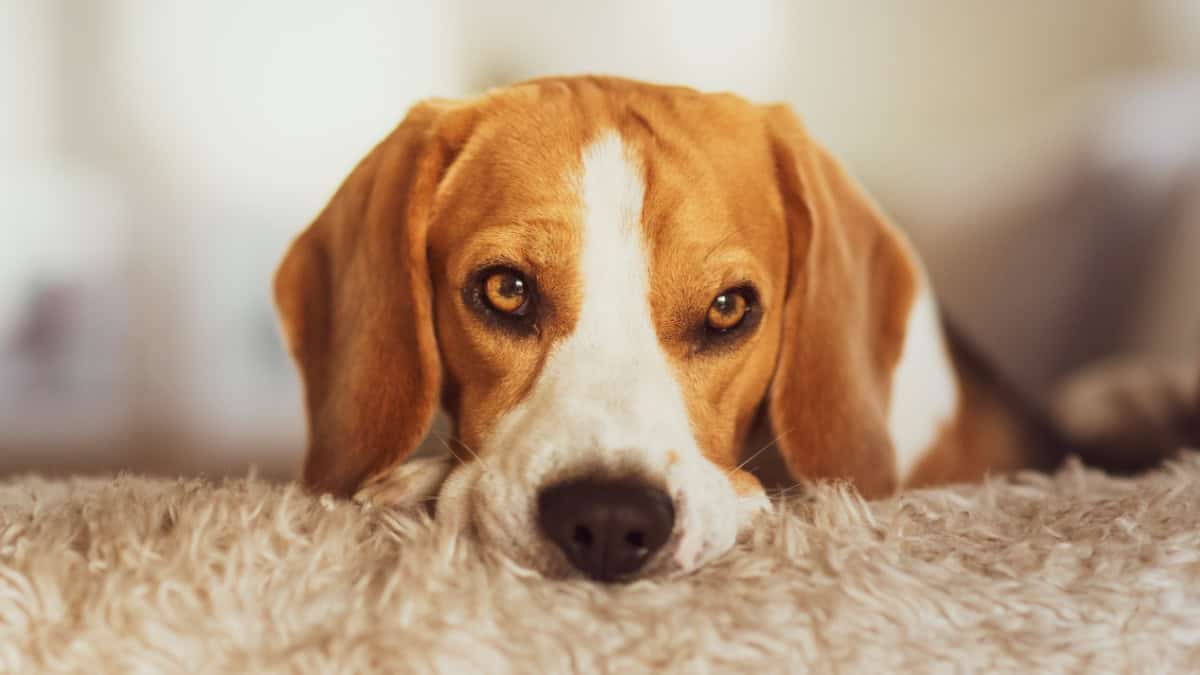 Close up of a brown and white beagle dog Close up of a brown and white beagle dog