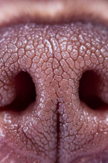 Closeup of a pink dog nose
