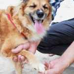 Common Dog Injuries: A Guide for Dog Owners