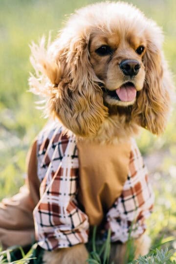 Cute blonde cocker spaniel dog wearing a plaid outfit
