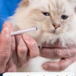 How to Give a Cat a Pill: 5 Easy Methods