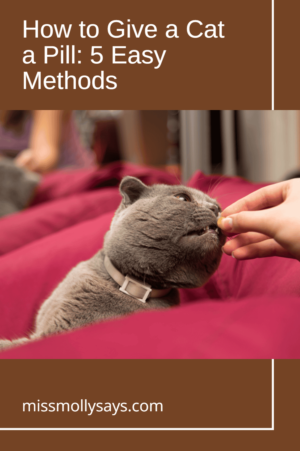How to Give a Cat a Pill: 5 Easy Methods