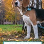 How to Prevent Tapeworms in Dogs