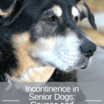 Incontinence in Senior Dogs: Causes and Solutions