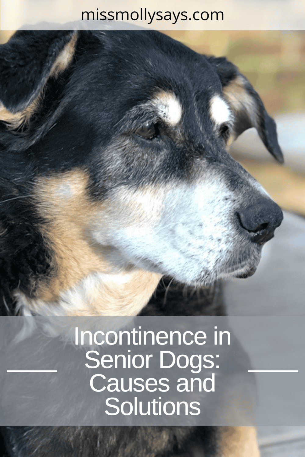 Incontinence in Senior Dogs: Causes and Solutions
