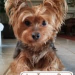 Is a Teacup Dog Right for You?