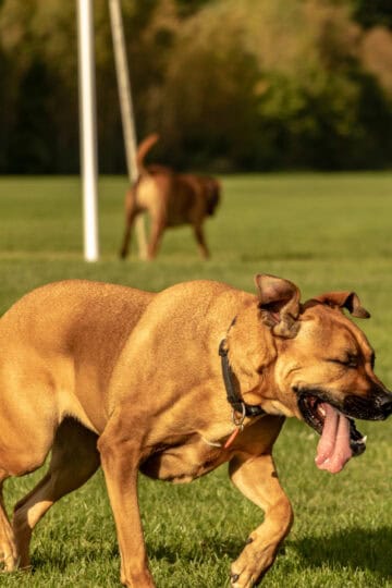 Large brown dog panting heavily while running in a dog park