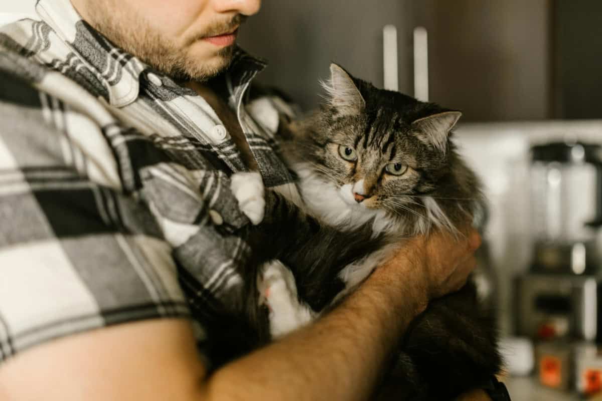 Man in a plaid shirt holding a gray and white cat