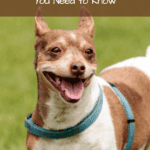 Rat Terrier Dog Breed Facts: What You Need to Know
