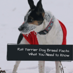 Rat Terrier Dog Breed Facts: What You Need to Know